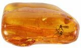 Fossil Ant (Formicidae) & Fly (Diptera) In Baltic Amber #69232-2